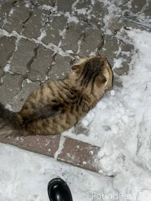 Всем добрый вечер, нашла котик...