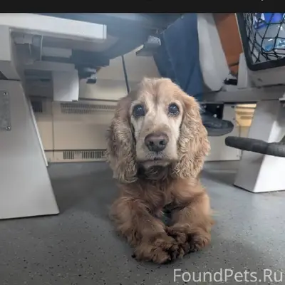 #4shvostikomсобака Потерялась ...