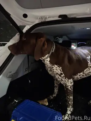 НАЙДЕНА ПОРОДИСТАЯ СОБАКА ( ВР...