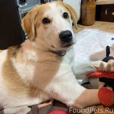 🐾 Найден, спасен с улицы, с...