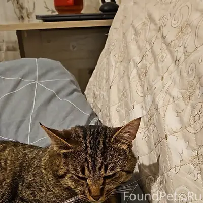 Найден кот, в снегу, замёрзший...