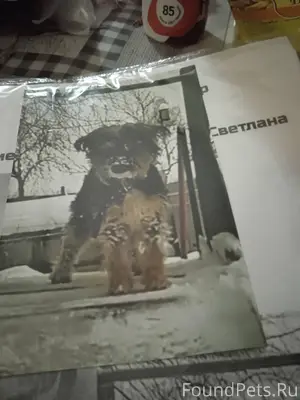Пропала собака 🐕 по кличке Боб...