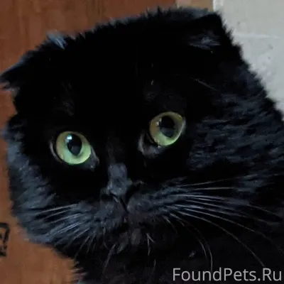 Пропал Кот