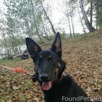 Потерялась собака, убежала во ...