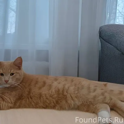 Объявление о пропаже кота ✨ Вн...