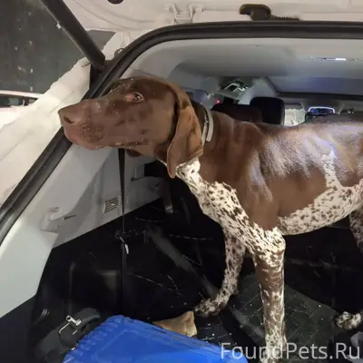 Кострома , Малиновка НАЙДЕН КУ...