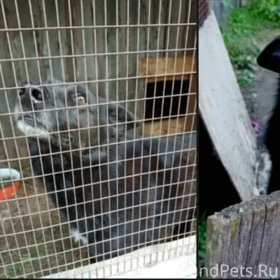 Потерялся пес чёрный, на груди...