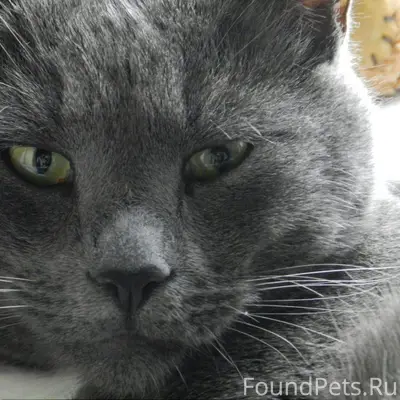 ПРОПАЛ КОТ Дорогие друзья! Мы ...