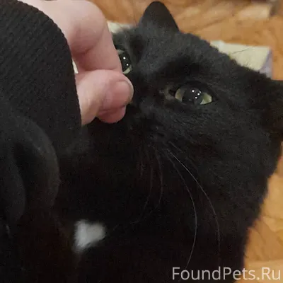 Пропала кошка,в районе советск...