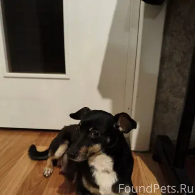 НАЙДЕНА СОБАКА! На остановке у...