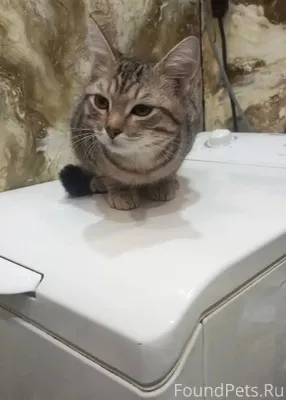 Срочно! Найден котенок в снегу...