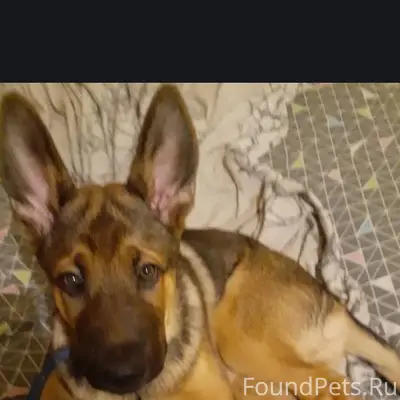 Пропала собака, может кто виде...