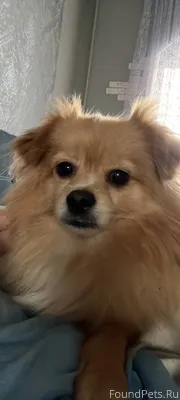 "Бюро пропаж" Пропала собака п...