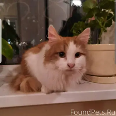 ПРОПАЛ КОТ!!! если видели или ...