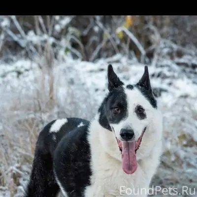 Продолжаются поиски Каира! Про...