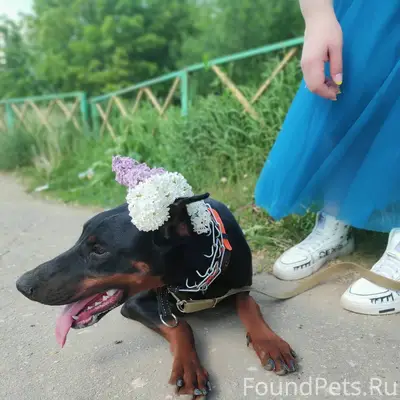 Здравствуйте,можете дать объяв...