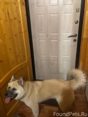 Нашли собаку, в районе Козьей ...