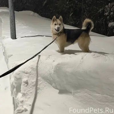 Убежала собака с поводком в ра...