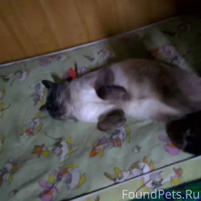 Пропал кот в районе заполярной...