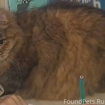 Пропала кошка с улицы Школьная...