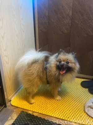 Найдена собака в д. Кухарево, ...