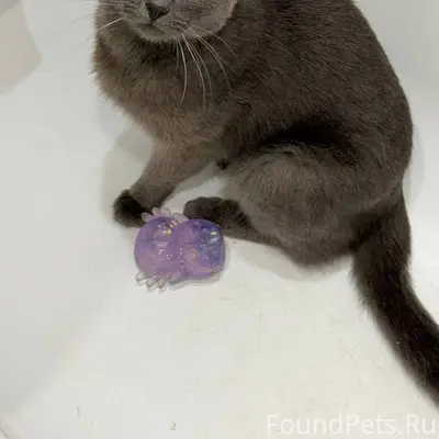 Пропал кот, зовут Васька. В ра...