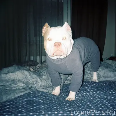 08.01 около 19:30 Потерялась.....