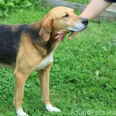 Потерялась собака, как на фото...