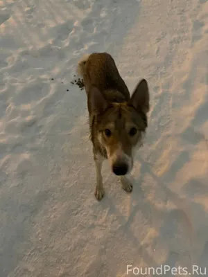 Найдена собака на улице сойфер...