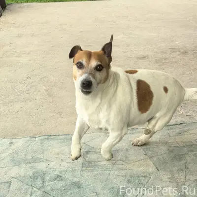 Пропала моя собака, порода Дже...