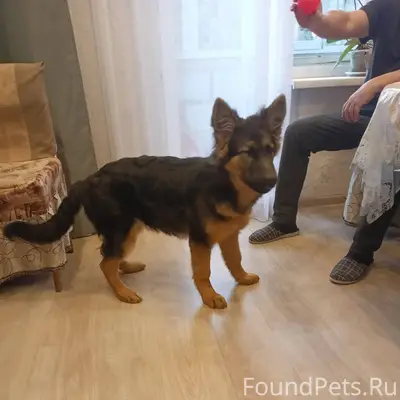 Срочно!!! Убежала собака немка...