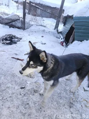 Убежал пёс! Откликается на кли...