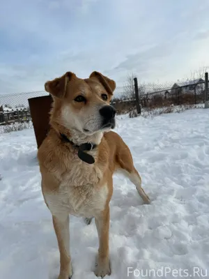 🆘🆘Помогите найти собаку 🆘🆘🆘Сте...