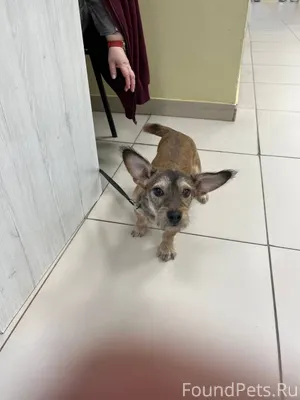 Найден пес находиться у охрани...