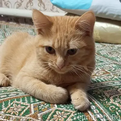 СРОЧНО! ПРОПАЛ КОТ!!! Район пр...