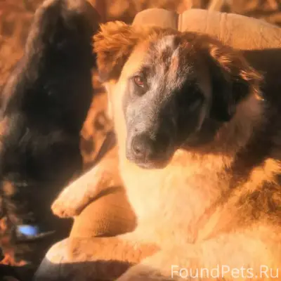 ПРОПАЛА СОБАКА. Сука с розовой...