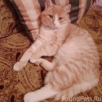 Доброе утро, пропал кот, рыжий...