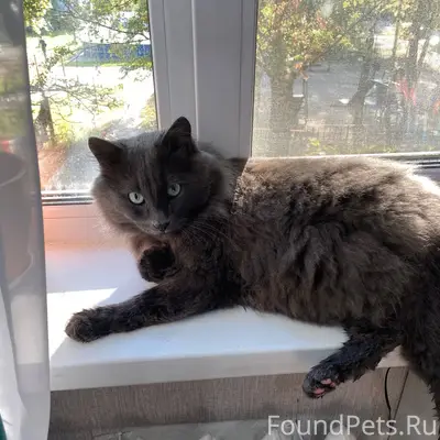 Пропал Кот Буся .Нашедшему воз...