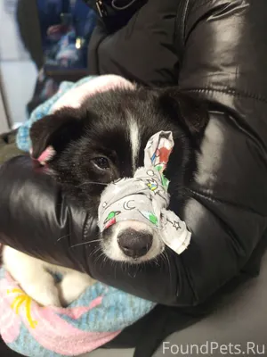 Щенка сегодня мы словили!!! Се...