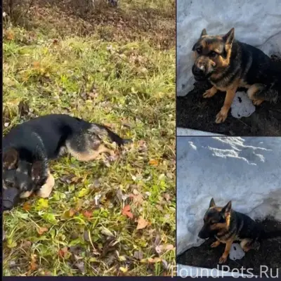 ❗️❗️❗️SOS! ПОМОГИТЕ НАЙТИ СОБА...