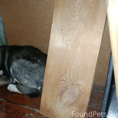 Чья потеряшка? Найдена собака ...