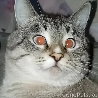 Пропал кот Саймон . Прошу пожа...