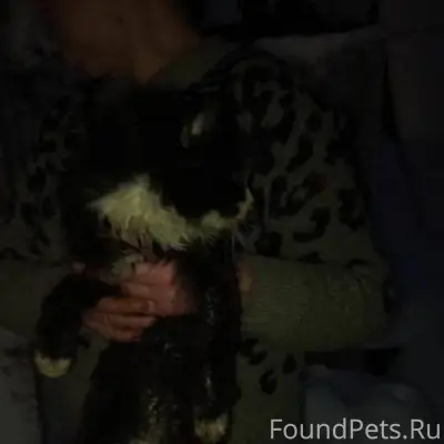 Найден кот, около года возраст...