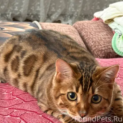 ПРОПАЛ кот бенгальской породы ...