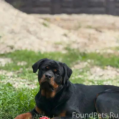 #потерялось_животное_Шадринск ...