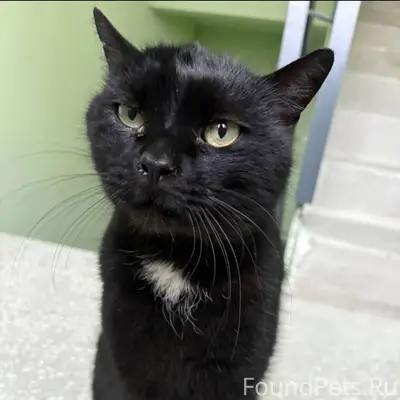 Найден кот на ул. Клевцова,24....