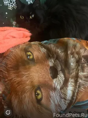 Найди кошку :)