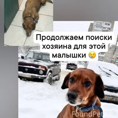 ‼️Поиск хозяина ‼️ Внимание, у...