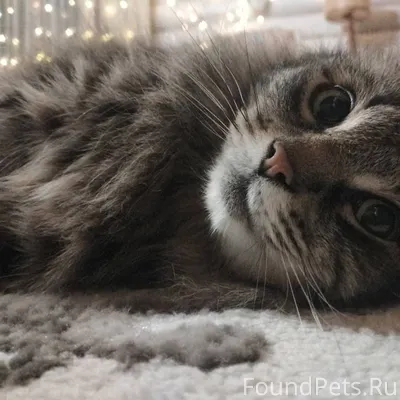 ПОМОГИТЕ ПОЖАЛУЙСТА! ПРОПАЛ КО...