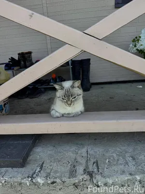 Здравствуйте, потерялась кошка...